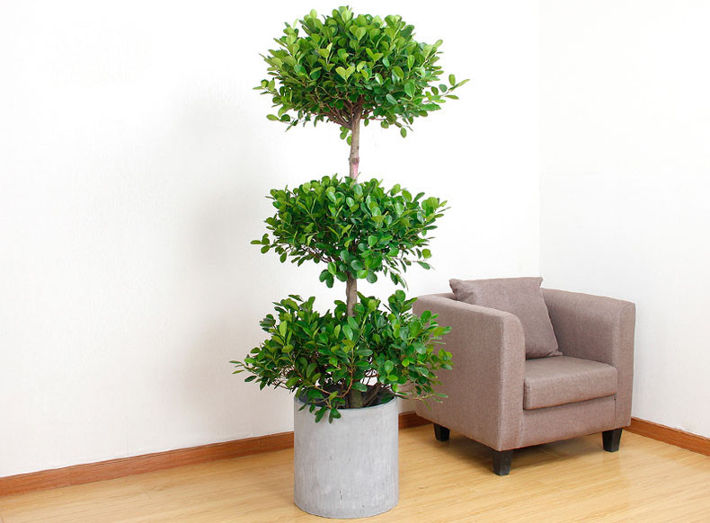 三层金钱榕树盆栽