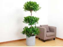 三层金钱榕树盆栽