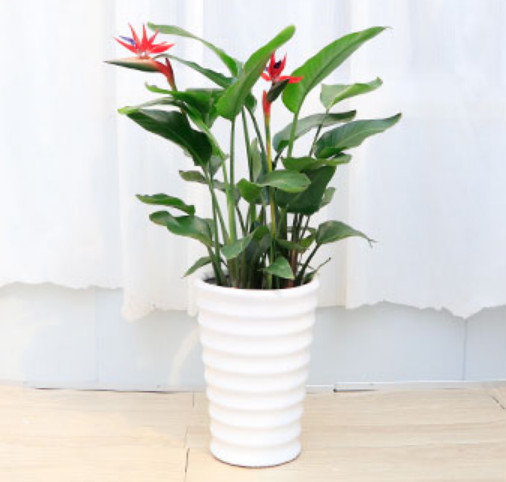 大型天堂鸟,鹤望兰