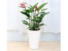 大型天堂鸟,鹤望兰