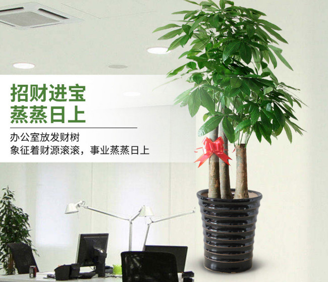 步步高大三杆发财树