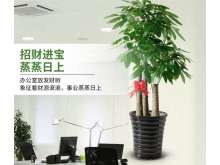 步步高大三杆发财树