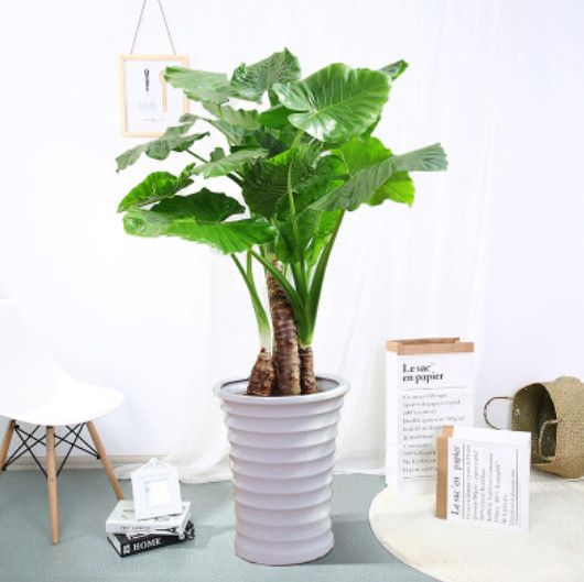 大型滴水观音盆栽