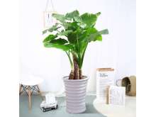 大型滴水观音盆栽