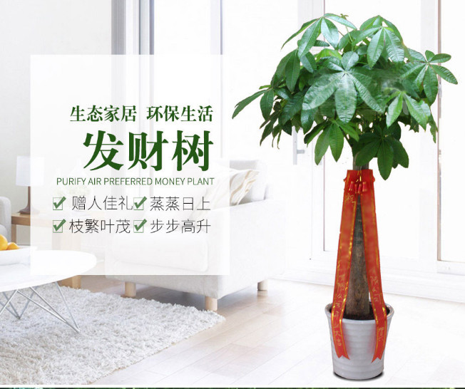 单杆发财树