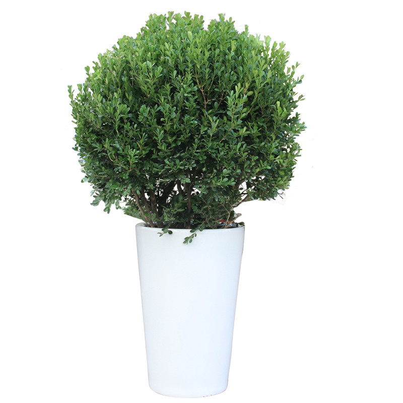 黄杨大型绿植