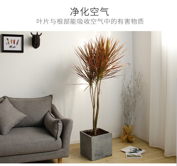 三色龙血树（千年木）