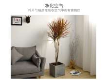 三色龙血树（千年木）