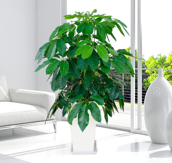 招财树,摇钱树,大叶伞盆栽