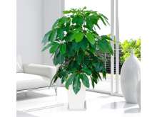 招财树,摇钱树,大叶伞盆栽