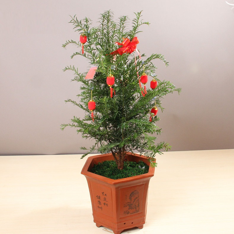 红豆杉盆栽