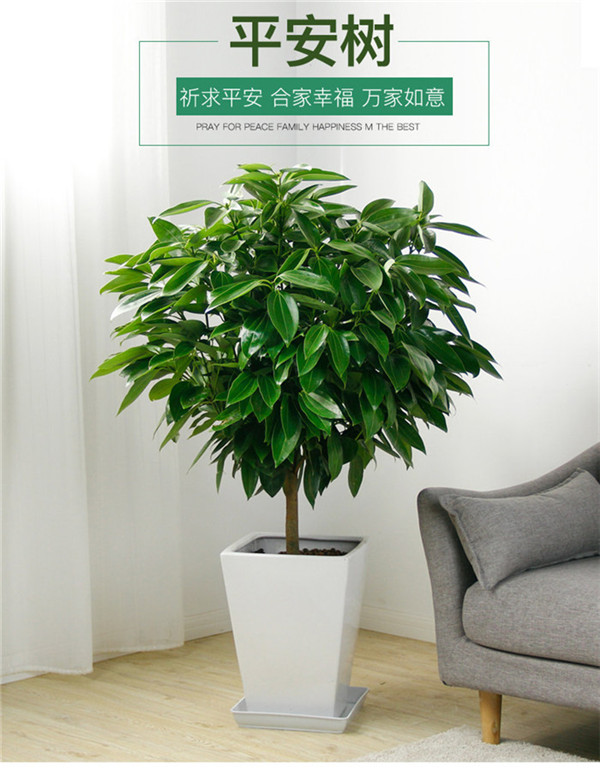平安树盆栽