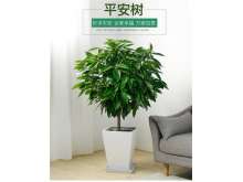 平安树盆栽