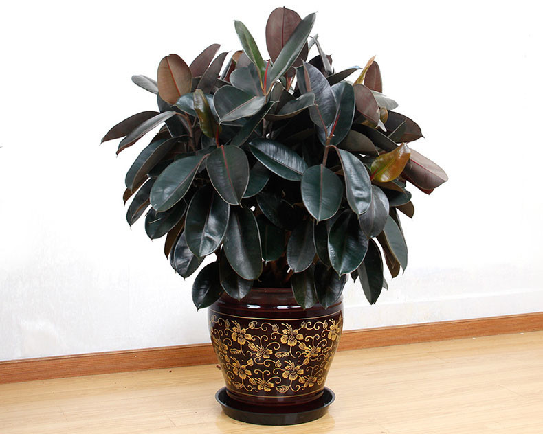 橡皮树 黑金刚盆栽
