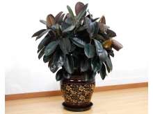 橡皮树 黑金刚盆栽