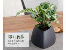 翠叶竹芋桌面盆栽