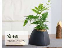 富士蕨桌面盆栽