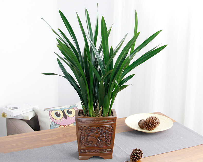 墨兰盆栽,建兰植物