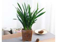 墨兰盆栽,建兰植物