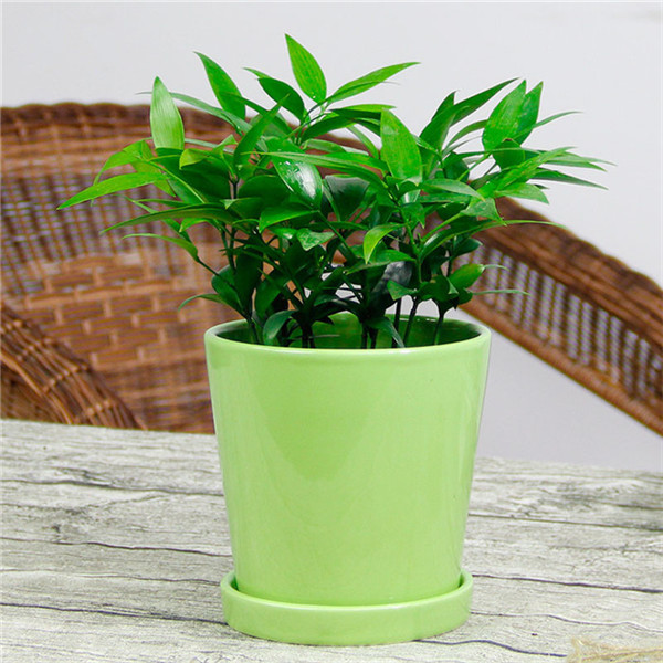 竹柏,罗汉柴,大果竹柏,竹叶柏