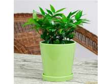 竹柏,罗汉柴,大果竹柏,竹叶柏