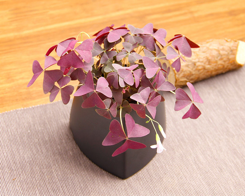 幸运草,紫叶酢浆草