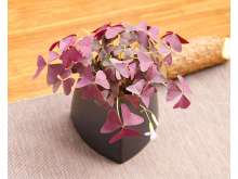 幸运草,紫叶酢浆草