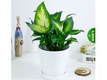 小万年青盆栽