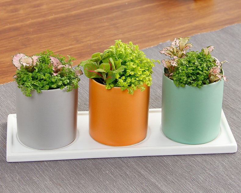 网文草绿地球组合盆栽