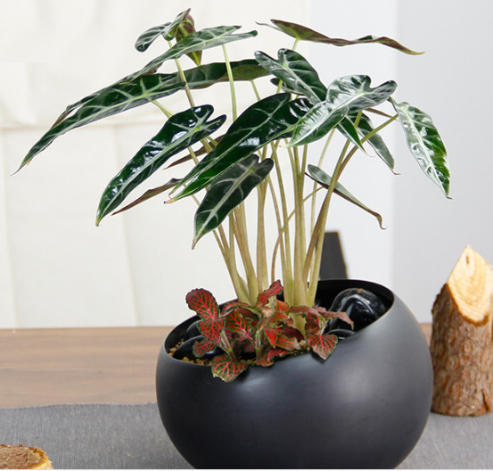 黑叶观音莲网纹