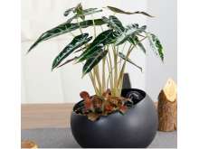 黑叶观音莲网纹