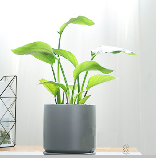 小天堂鸟鹤望兰盆栽