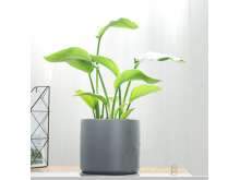 小天堂鸟鹤望兰盆栽