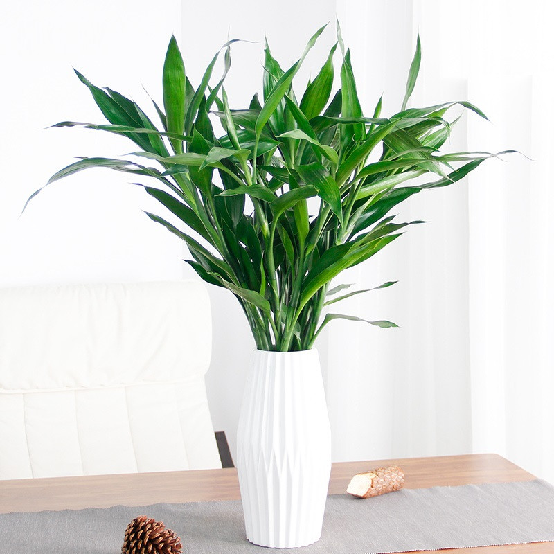 富贵竹水培植物