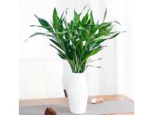 富贵竹水培植物