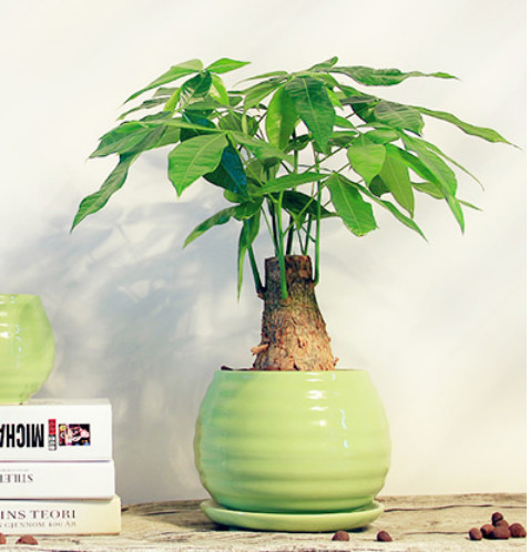 发财树盆栽