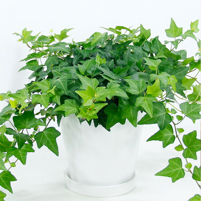 常春藤盆栽
