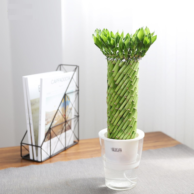 水培风火轮转运竹