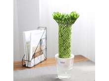 水培风火轮转运竹