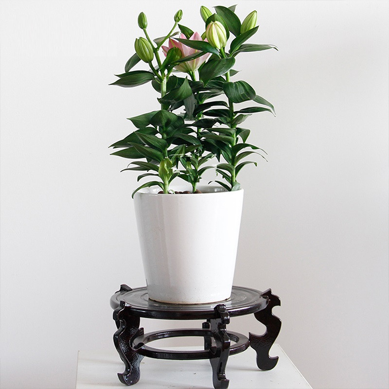 百合花盆栽
