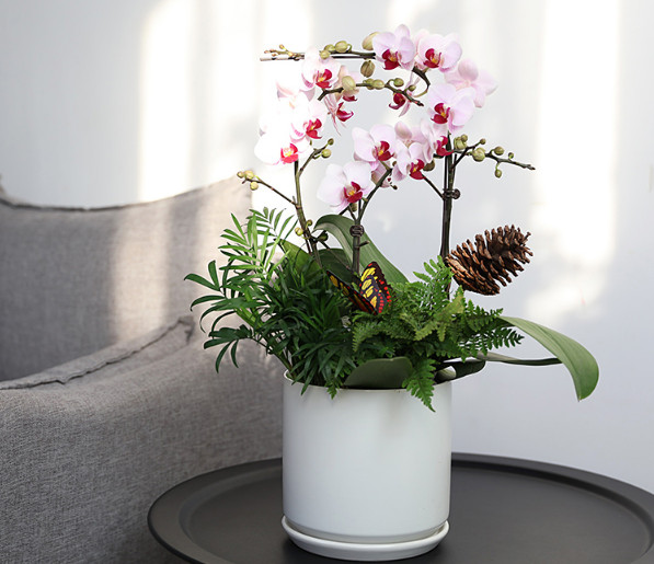 彩色蝴蝶兰盆栽