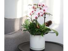 彩色蝴蝶兰盆栽