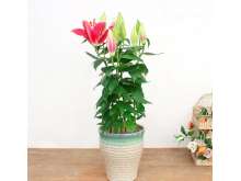 百合花盆栽