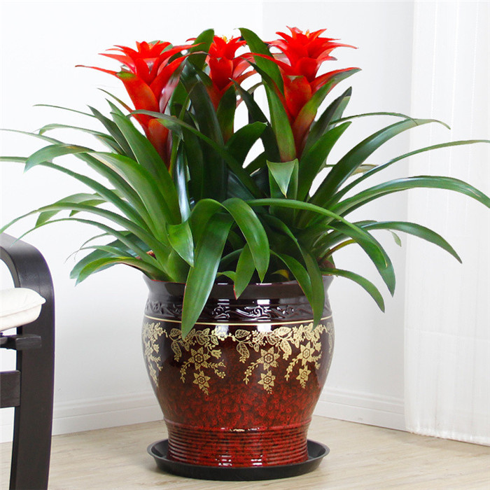 鸿运当头盆栽凤梨花