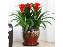 鸿运当头盆栽凤梨花