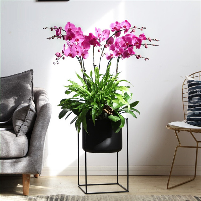 蝴蝶兰天堂鸟盆栽