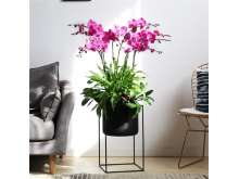 蝴蝶兰天堂鸟盆栽