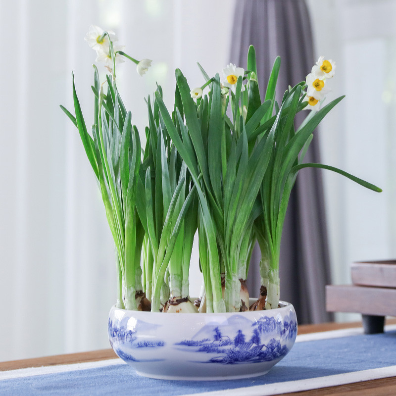 水仙花盆栽