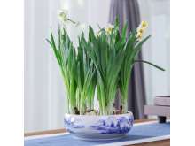 水仙花盆栽