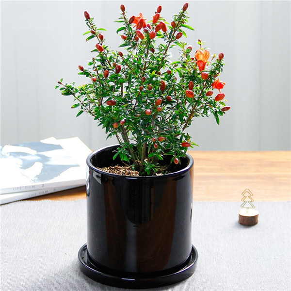 石榴花盆栽